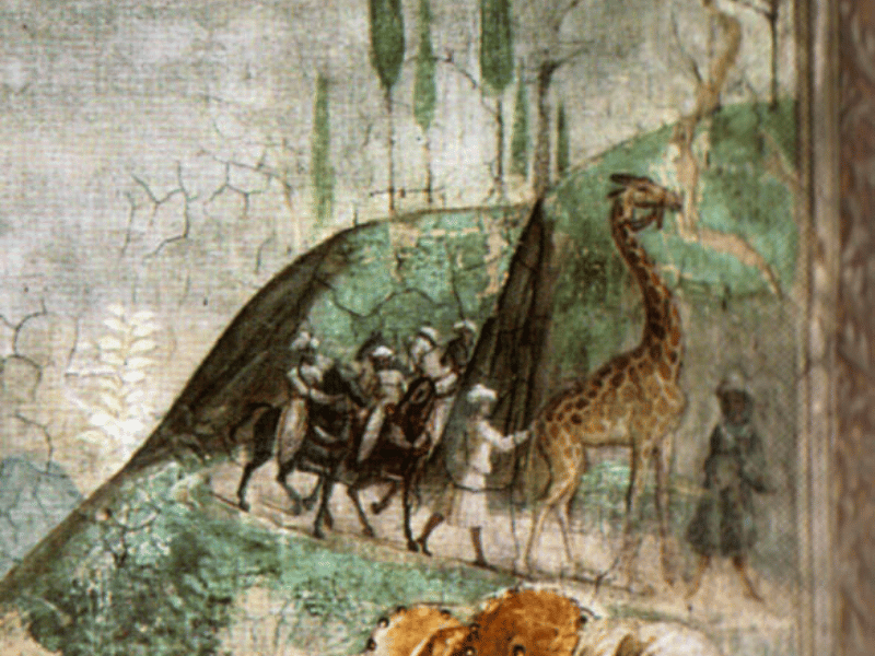Particolare sulla giraffa