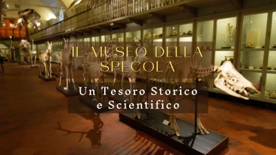  Museo di Zoologia, La Specola