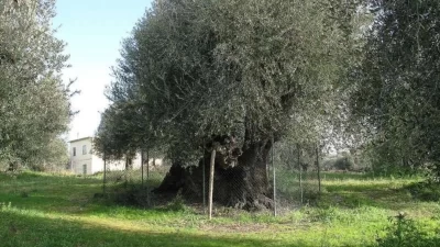L'Ulivo della Strega