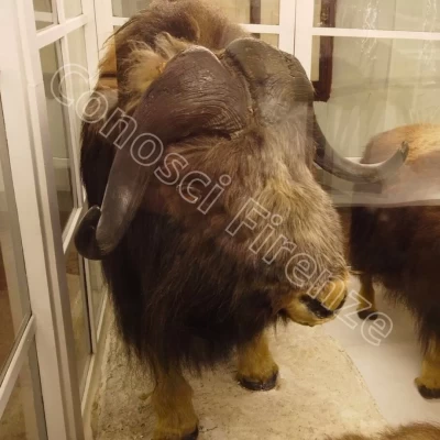 Museo-della-specola-firenze-zoologia