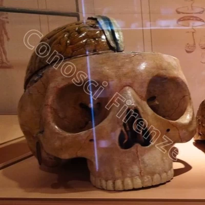 Museo-della-specola-firenze-cere-anatomiche